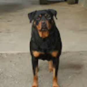 Meet your Posher, Tony